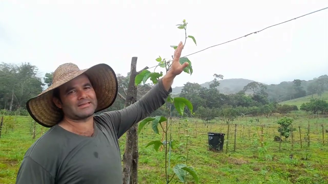 Mostrando los resultados de la primera poda en las plantas de maracuyá.