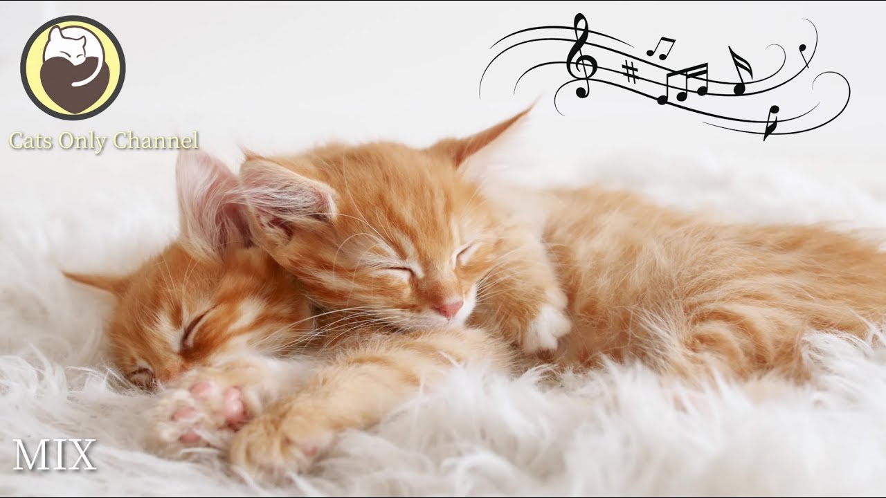 Music for Cats - 10 Hours of Peaceful Harp Music with Cat Purring Sounds