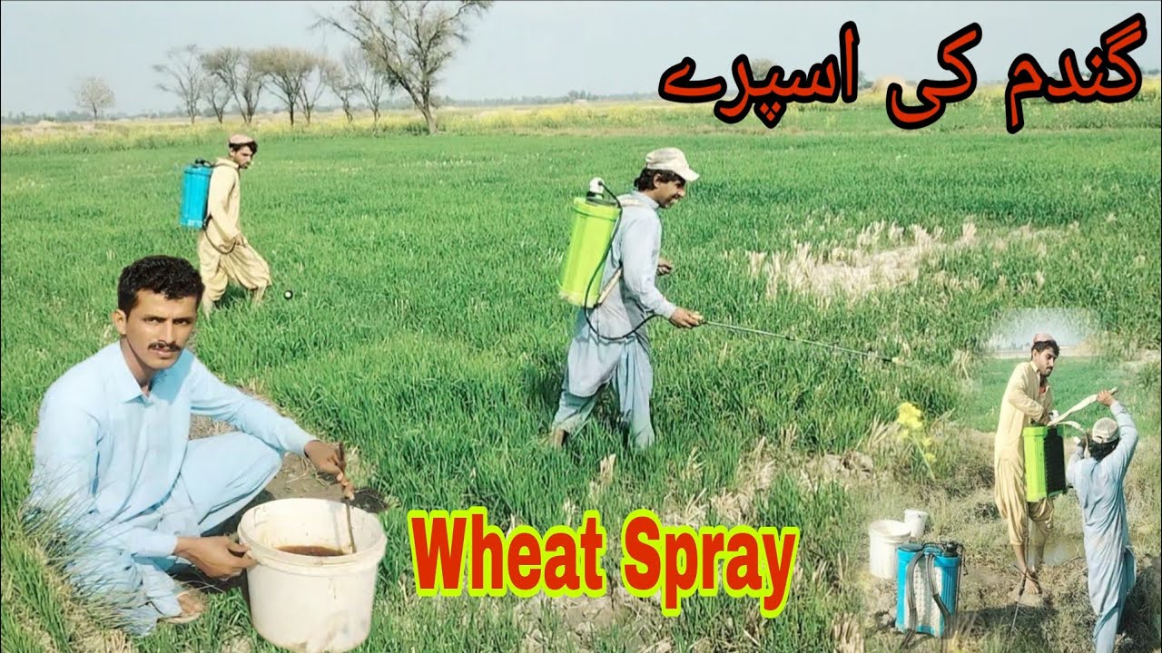 Alhamdulillah Finally Gandum Ka Spray Hogya  How To Spray In wheat