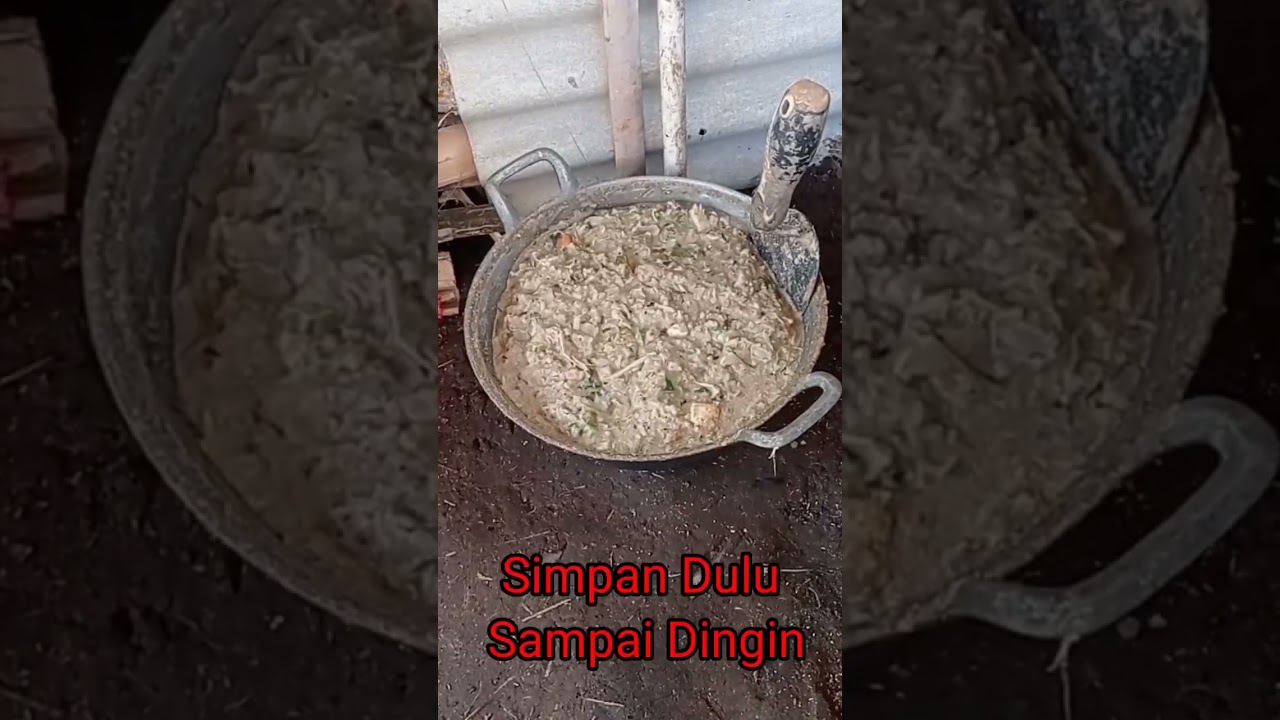 PAKAN ENTOK MURAH Meriah Bikin Entok Cepat Tumbuh