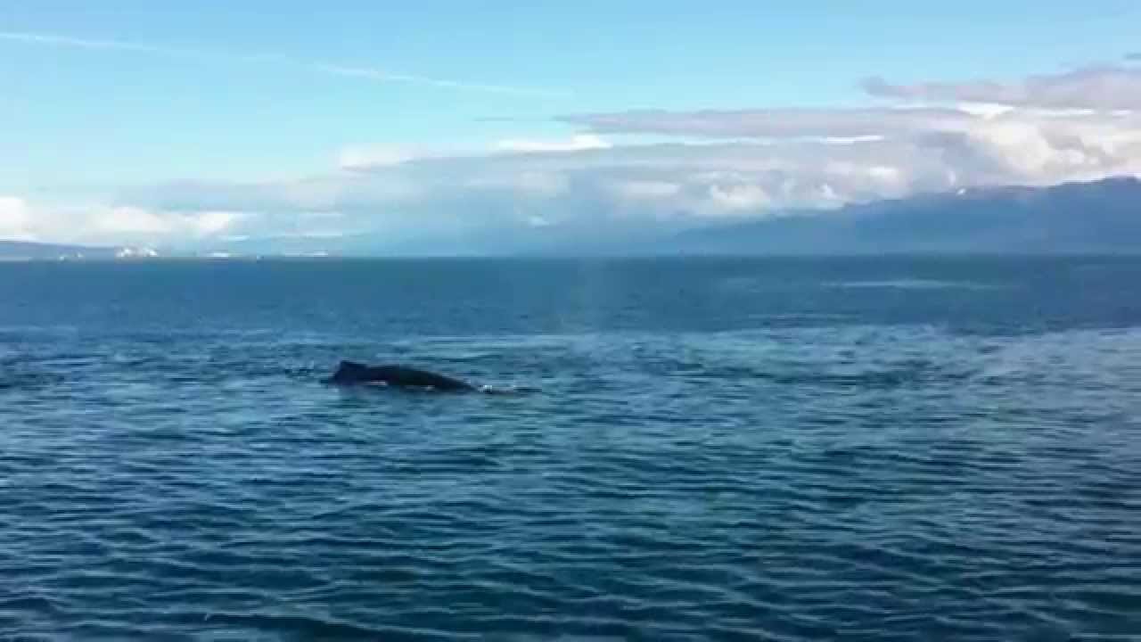 Kachemak Bay - Homer, Alaska