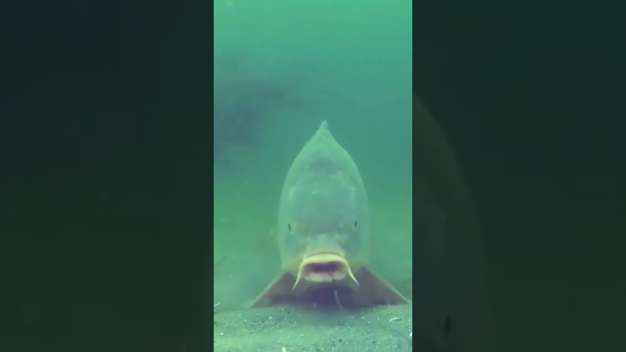 UNDERWATER CARP FISHING! Big Carp Taking HookBait..
