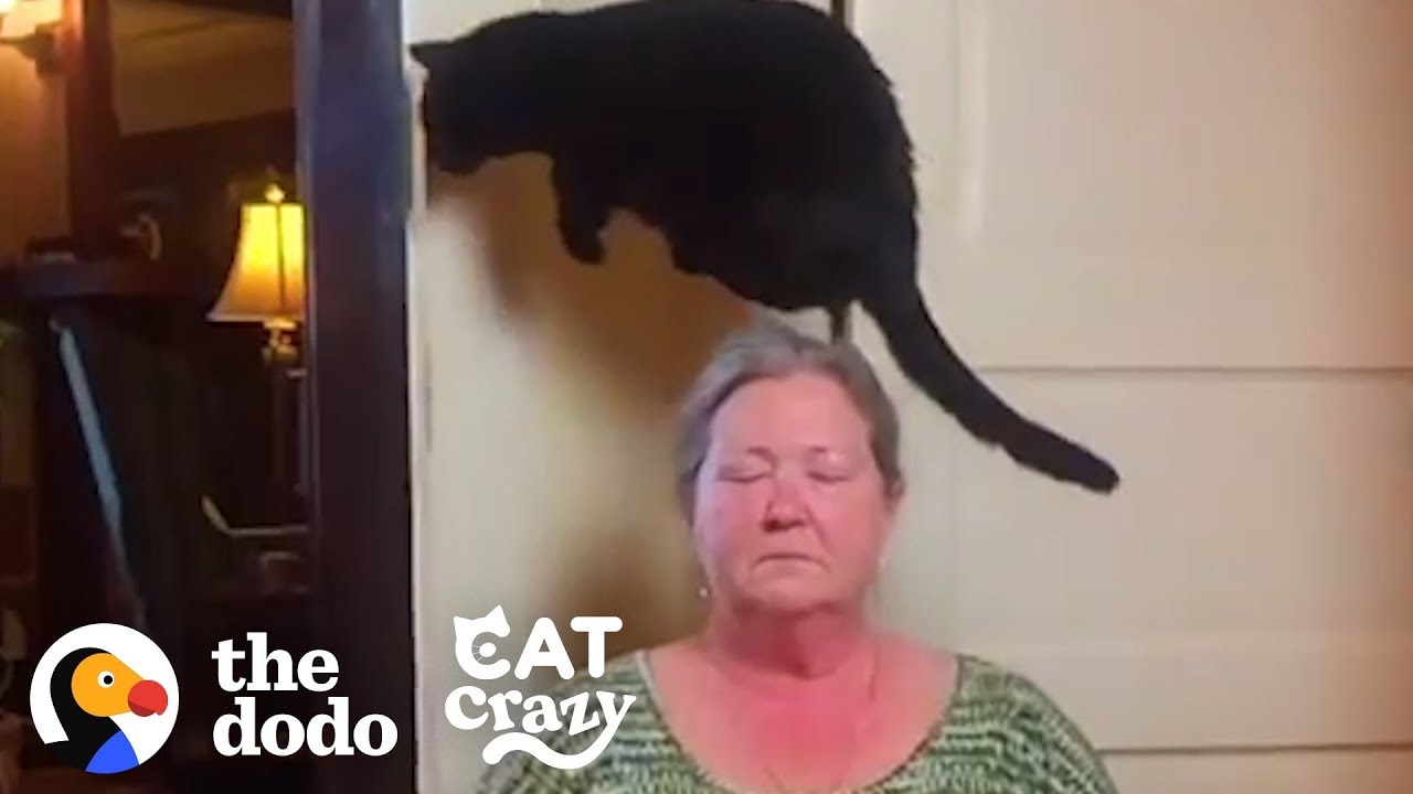 Cat Jumps Over Kitchen Floor Because She Thinks It’s Evil | The Dodo Cat Crazy