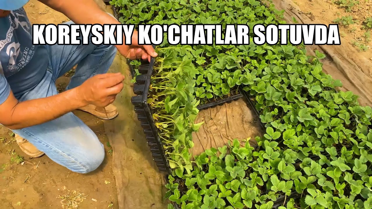 Koreyskiy SEOLHYANG qulupnay ko'chatlari uje sotuvda! Asl koreyskiy kochatlar uzi qanday buladi?