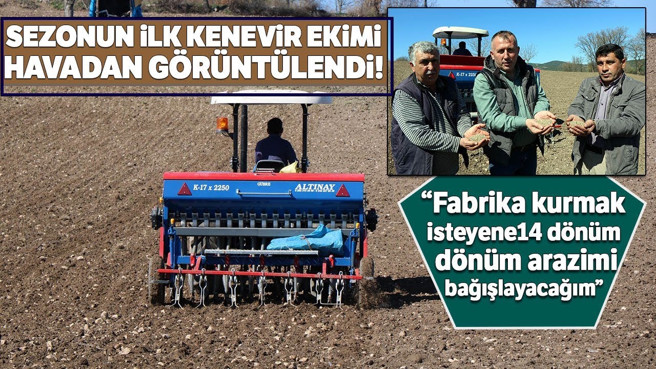 Samsun'da Sezonun İlk Kenevirleri Ekilmeye Başlandı...