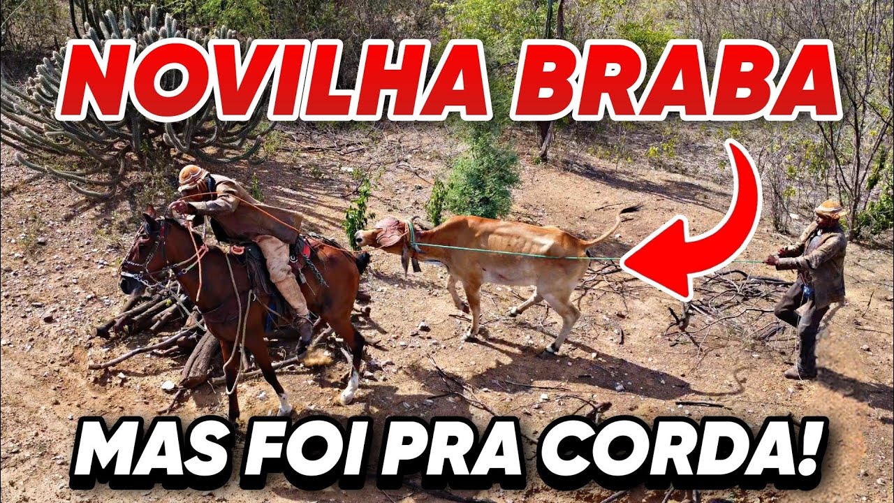 4ª PEGA DE BOI DO SÍTIO JACÚ EM SERRITA-PE 