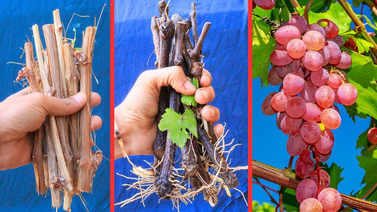 احصل على المئات من اشجار العنب المثمرة🍇ووزع الباقى على جيرانك واحبابك طريقة مضمونة100%بالنتائج
