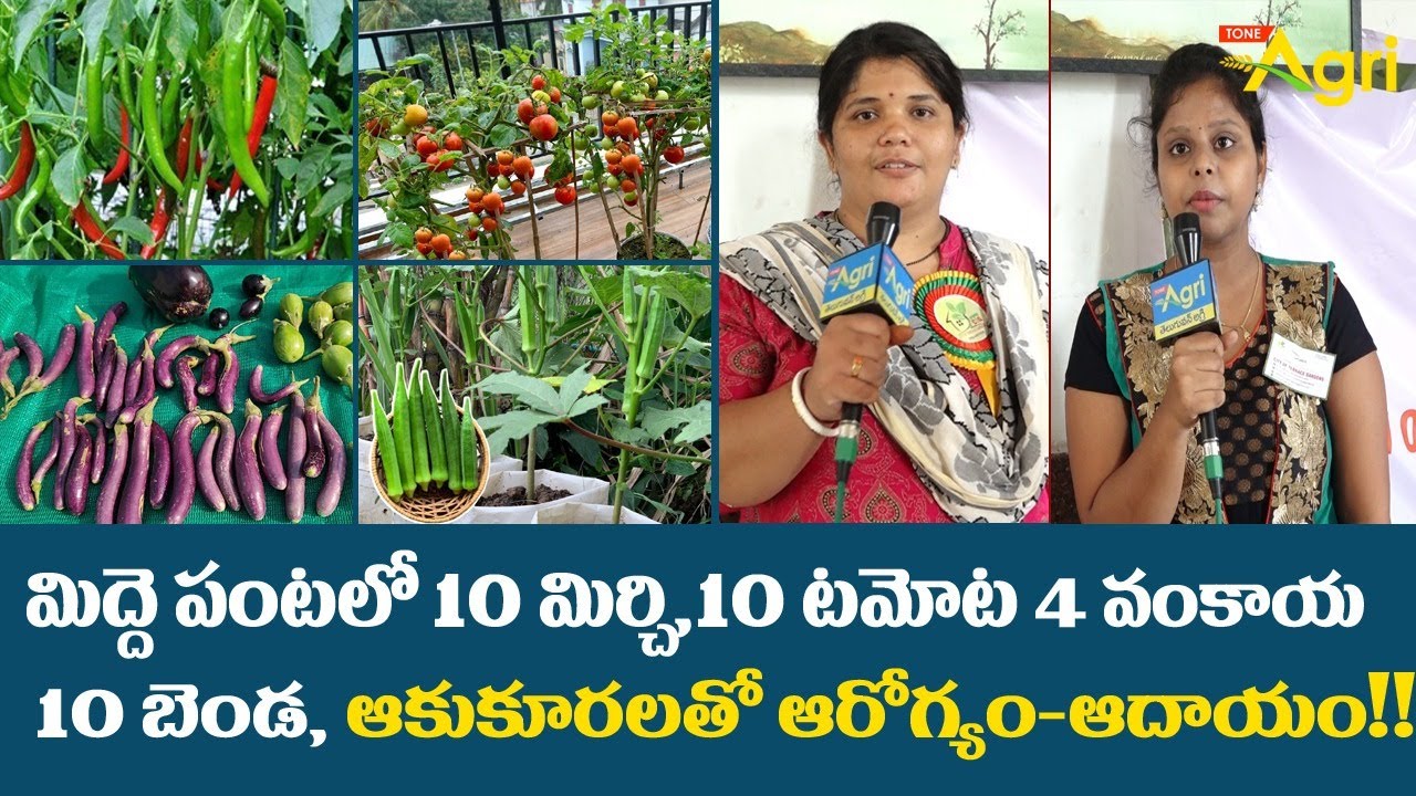 Midde Thota Farming Tips | మిద్దె పంటలో ఆరోగ్యం-ఆదాయం..!! City of Terrace Gardens (CTG) | Tone Agri
