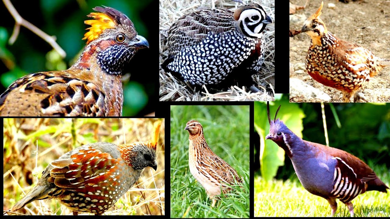 Quail breeds. Types of quail. Different breeds of quail