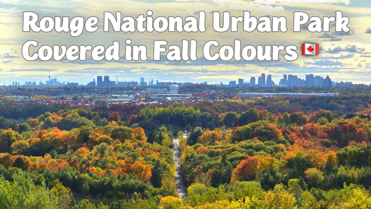 You Won’t Believe These Fall Colours! 🍁 Rouge National Urban Park 🇨🇦 [4K]