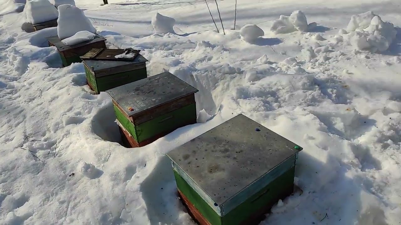 Пчелы в деревянных ульях готовы к облету.