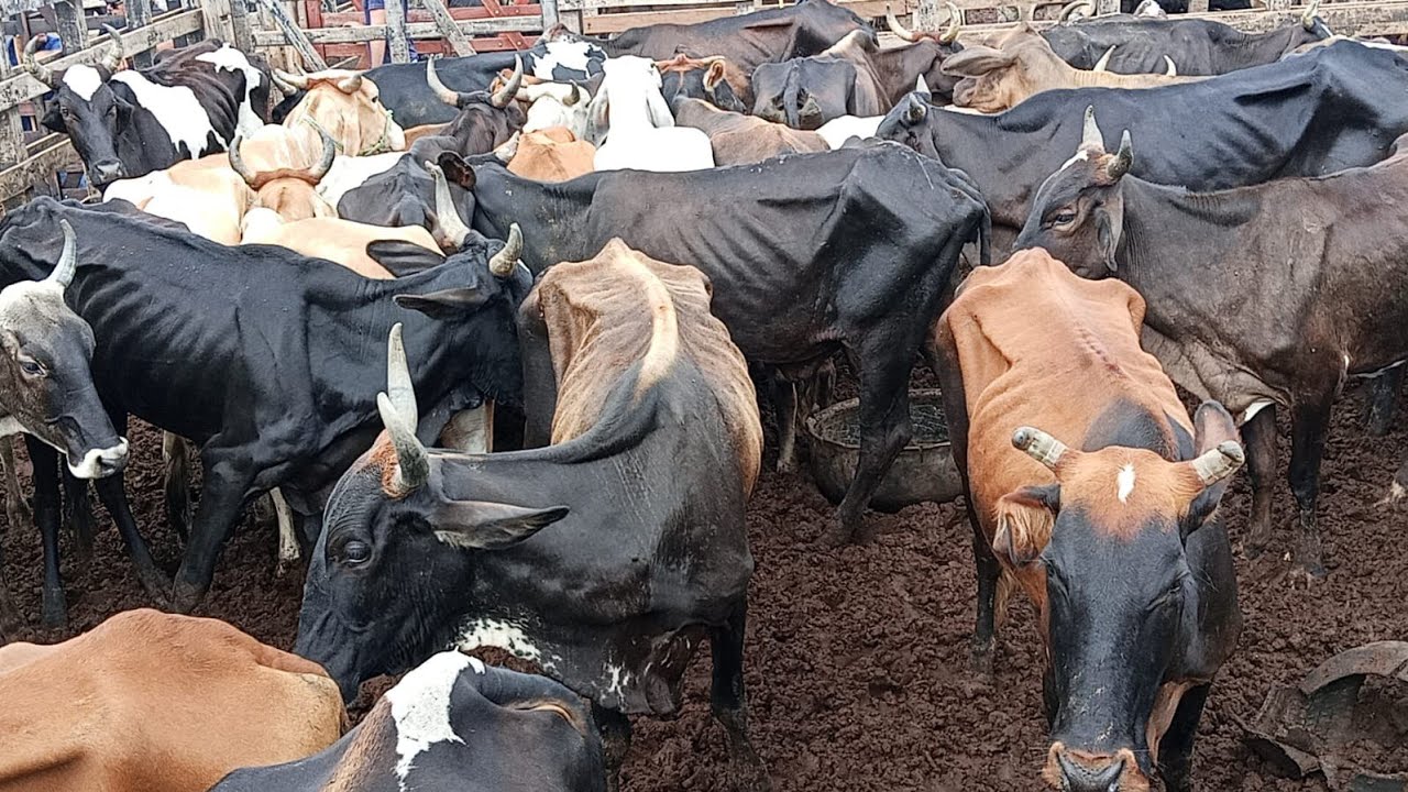 Feira de gado de tabira P E dia 18=02/26 parte 2○ 