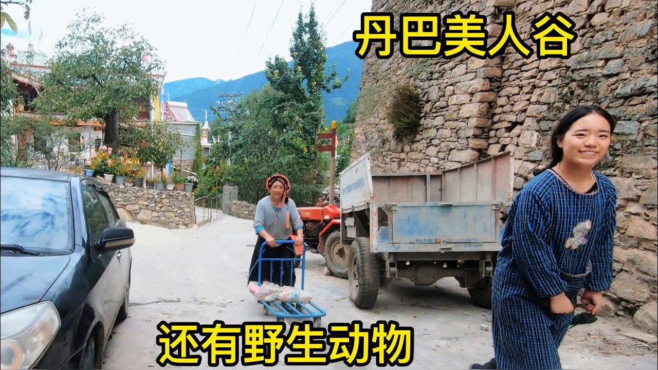 998集：终于看见美人谷的美女了，小伙却不敢搭讪...这里野生动物真多，猴子还会偷村民农作物吃！Into Tibetan Village: Wild Animals in Beauty Valley