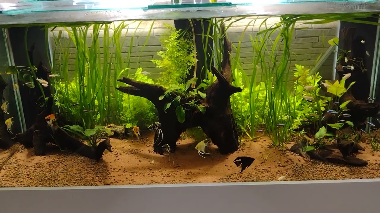 Mídia Sera Siporax Algovec... NÃO COLOQUEM EM AQUARIO COM PLANTA