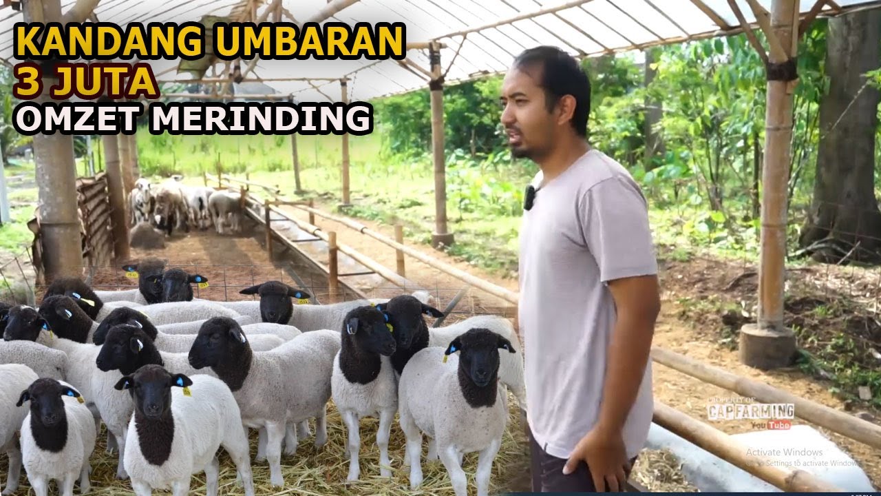 Kandang domba Umbaran Modal 3juta Omzet merinding