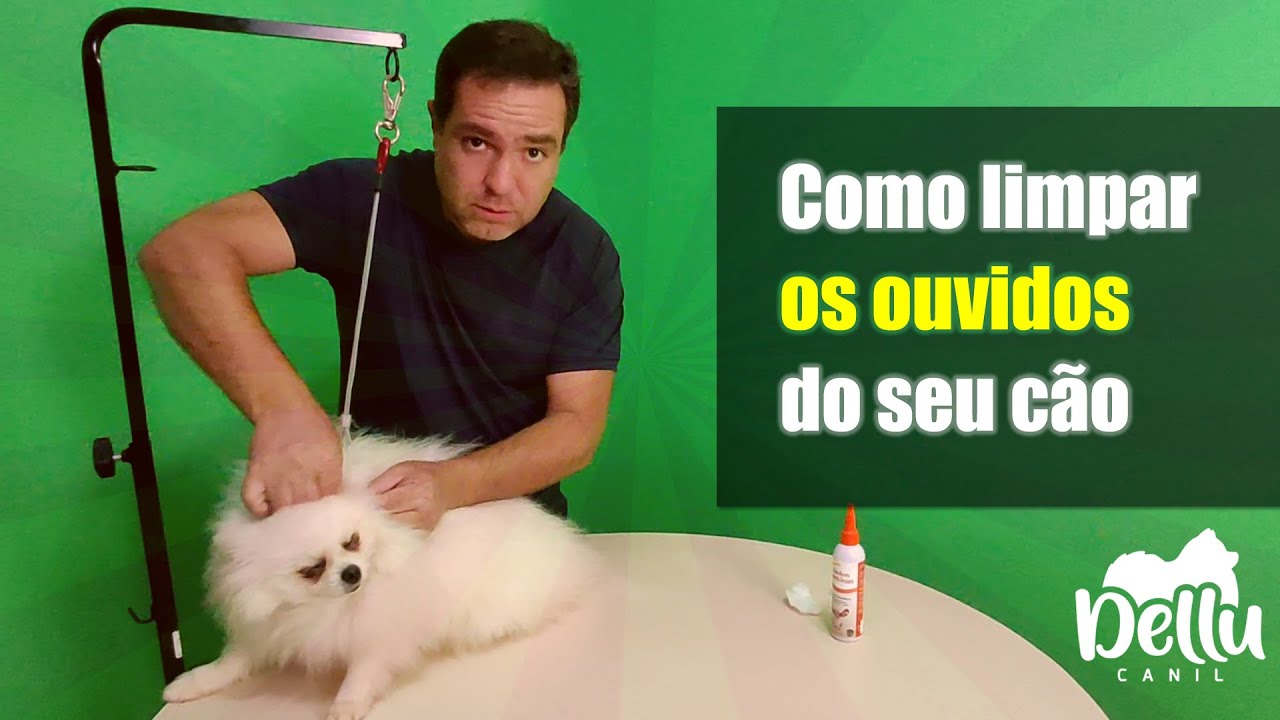 Aprenda como limpar os ouvidos do seu cãozinho Lulu da Pomerânia