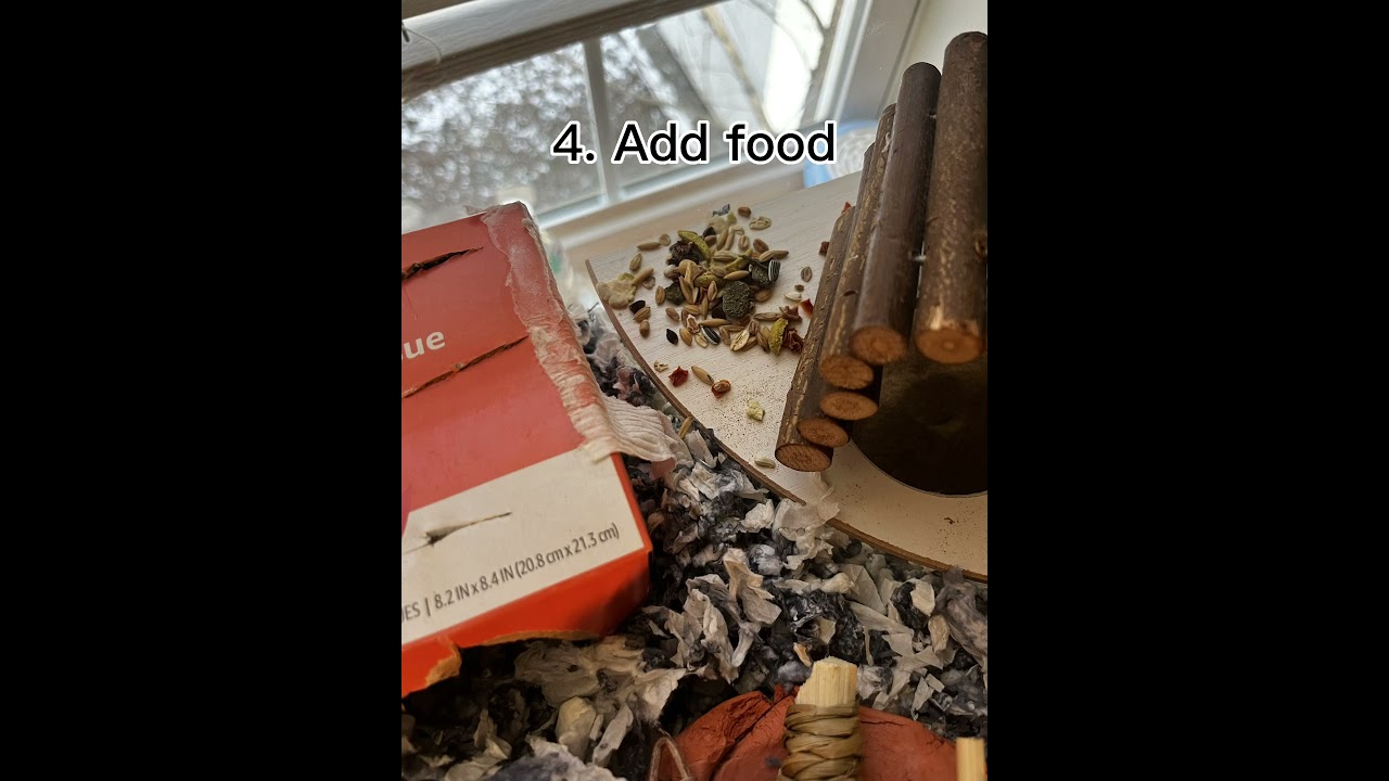 Daily Routine for my Chinese Hamster, Waffles!