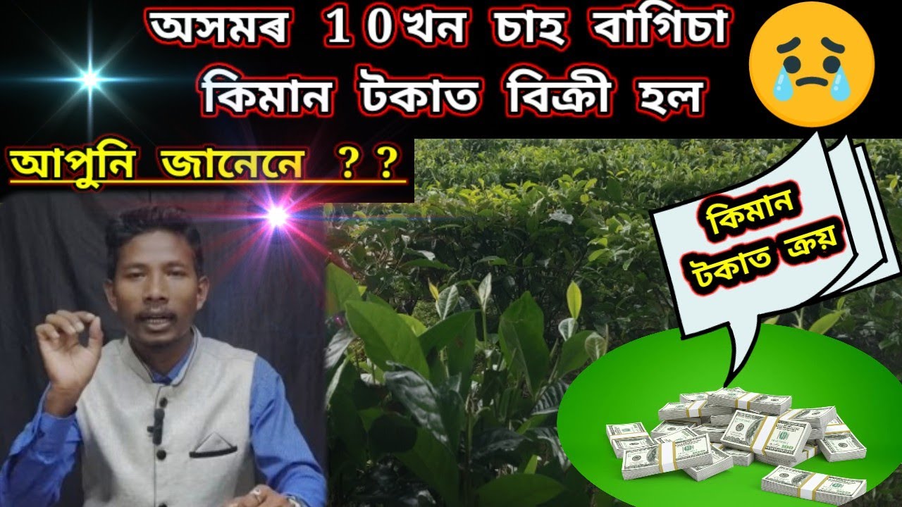 10 Tea Garden Selling 🤑🤑Of Assam 2024/Tea Garden Selling Price🤑🤑
