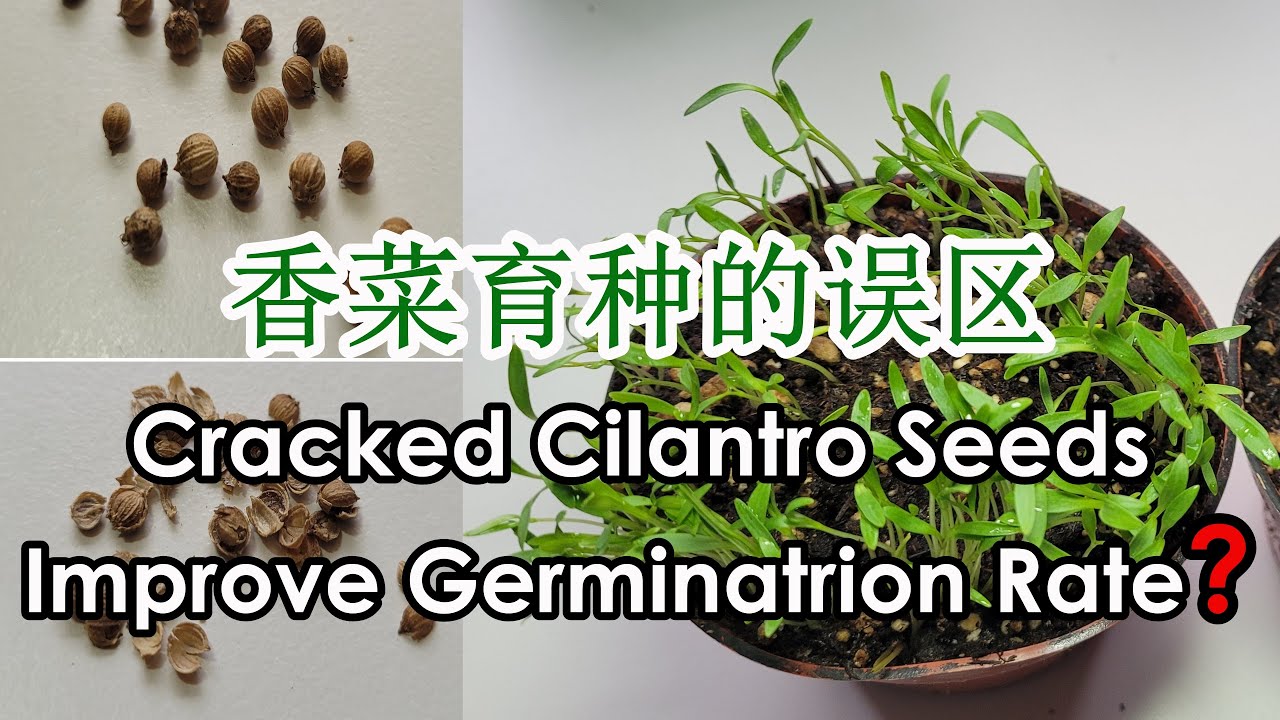 Do Cracked or Presoaked Cilantro Seeds Improve Germination Rate? | Coriander Germination (香菜种子育苗误区)