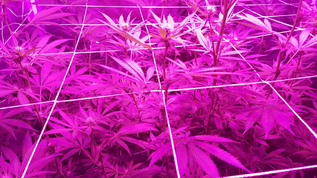 another Week 3 flower of peppermint kush