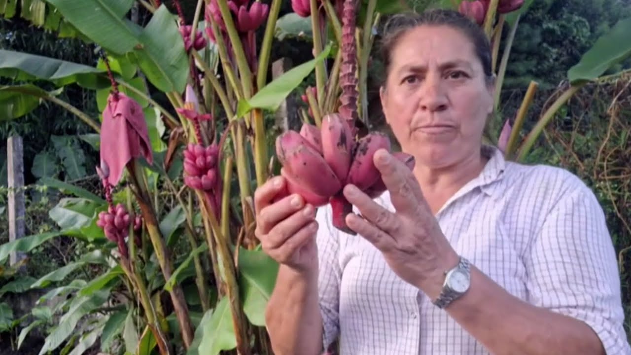 Você conhece a banana cor de rosa?