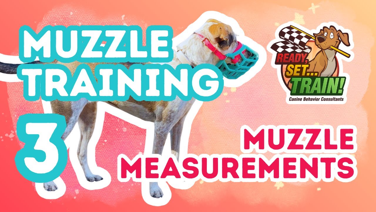 Muzzle Training | Part 3: How to Measure Your Dog For a Muzzle | Ready, Set…Train!
