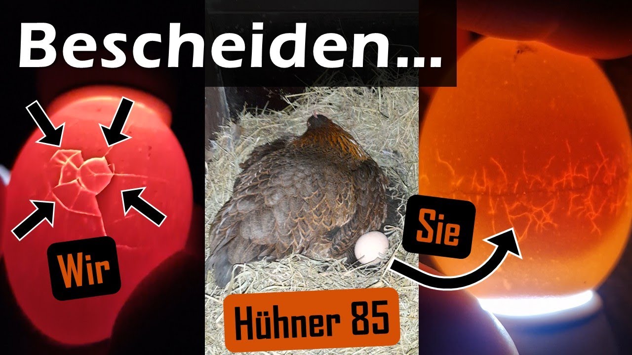 Das ist uns bisher noch nie passiert 😢 #Glucke #Bruteier #Hühner 85