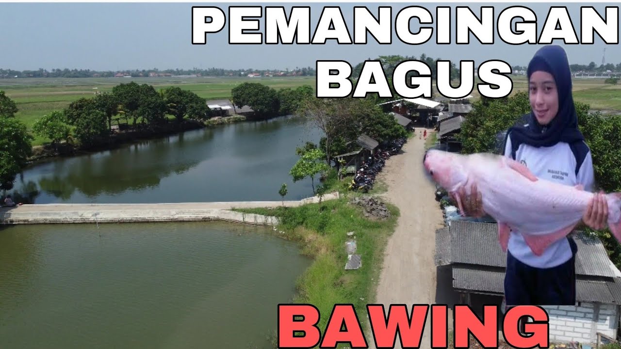 Pemancingan Kiloan di tangerang, Bawing Chandra kirana,Tempat makan keluarga. Ikan bisa lgs di masak