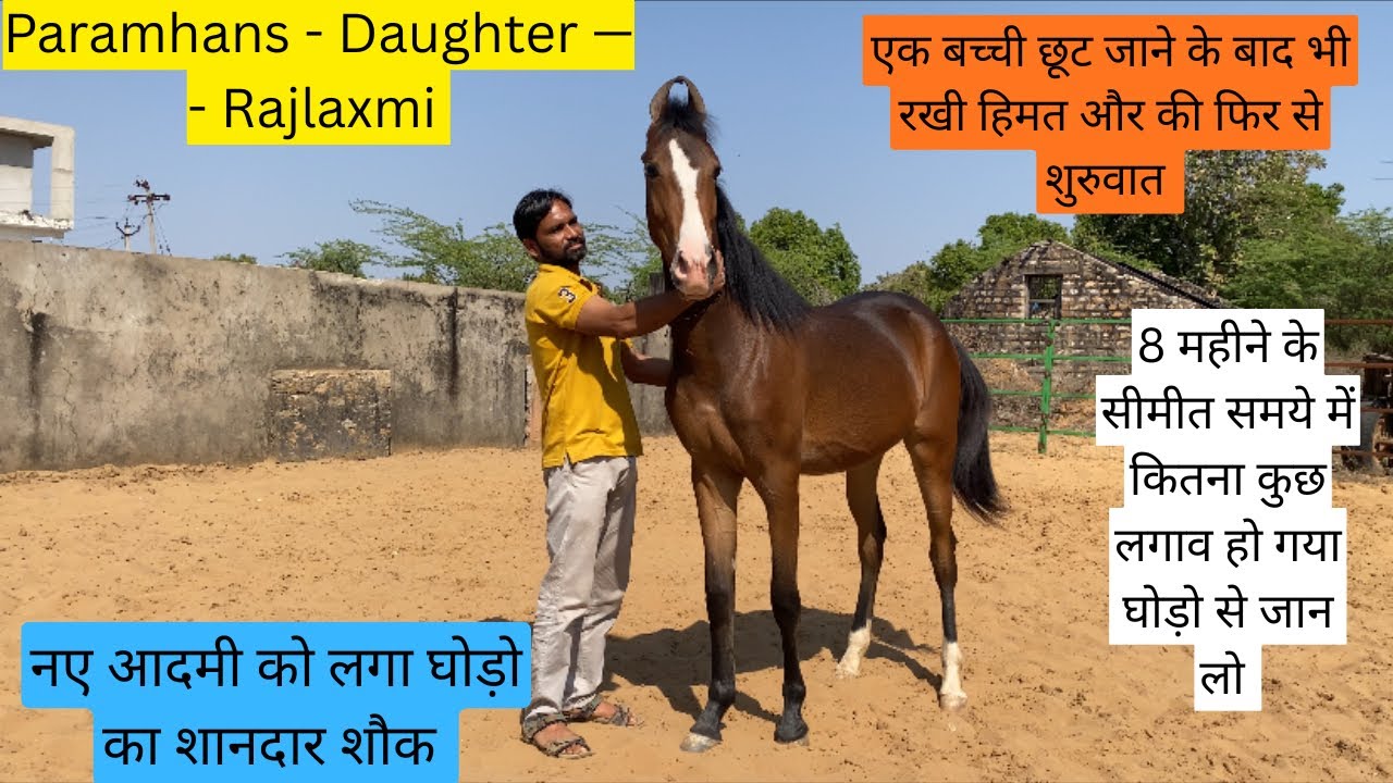 8 महीने के सीमित समय में कितना कुछ लगाव हो गया घोड़ो।से नए अश्व पालक को। पुष्कर की राजलक्ष्मी #views