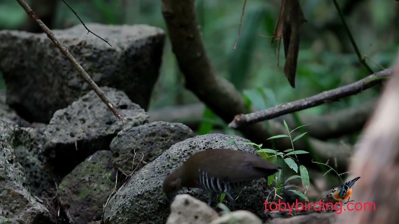 SLAY-LEGGED CRAKE @VIETNAM-BIRD-MAN 