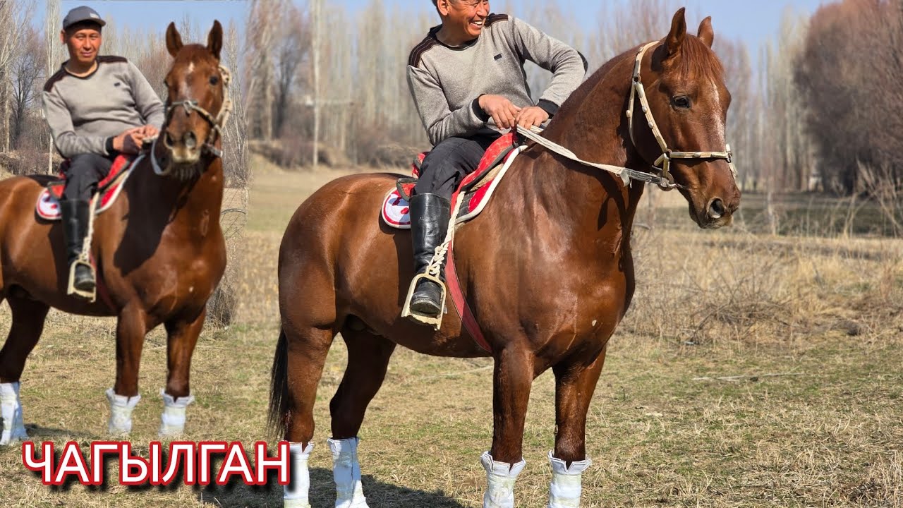 ЧАГЫЛГАН ЧЫКТЫ