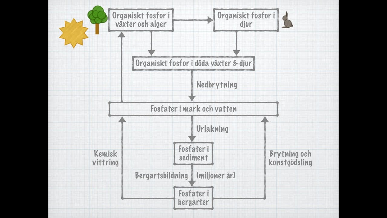 Fosforns kretslopp (gammal)