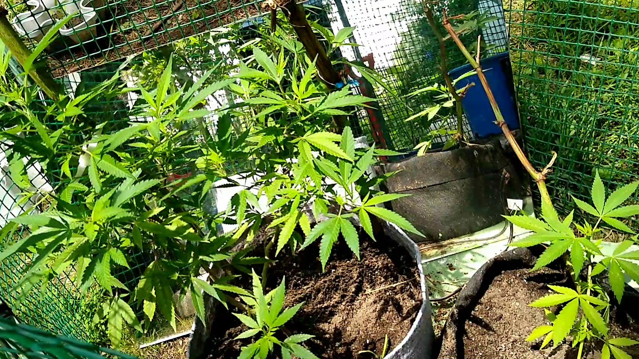 Veg - flower super silver haze medical cannabis