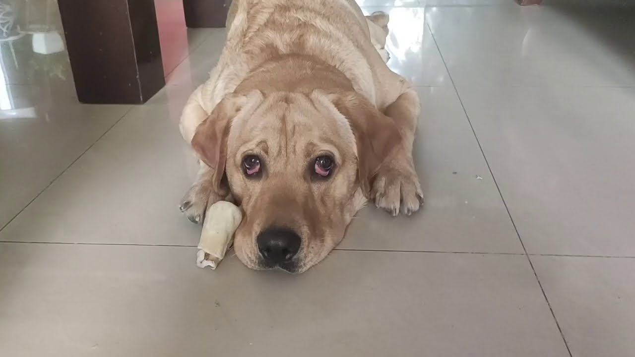 Labrador MILO Protecting his bone || Angry Reaction