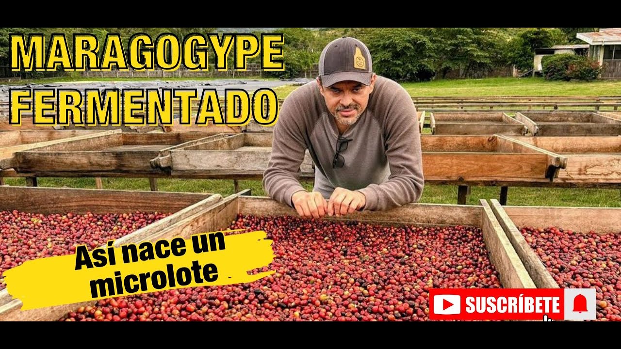 ¿Cómo entregamos un Maragogype fermentado al beneficio seco? #caféconhistoria