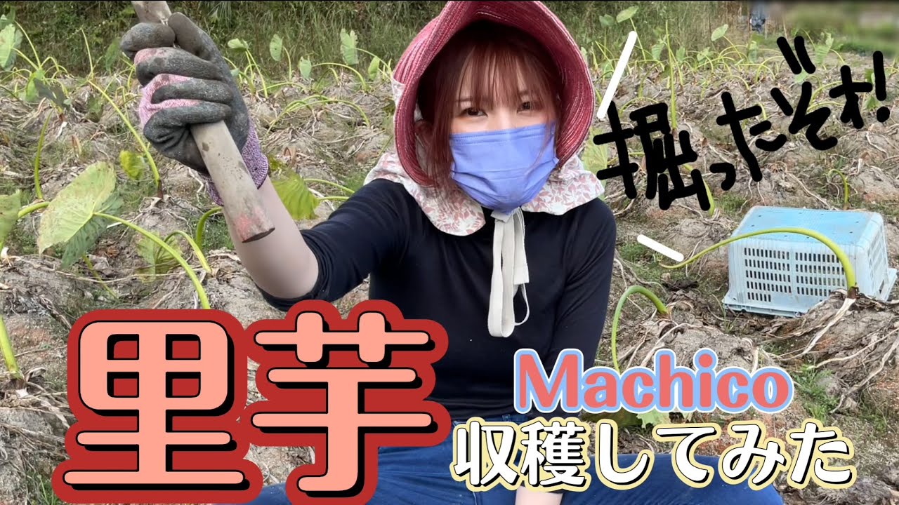 【Machico】里芋収穫してみた【農業声優】