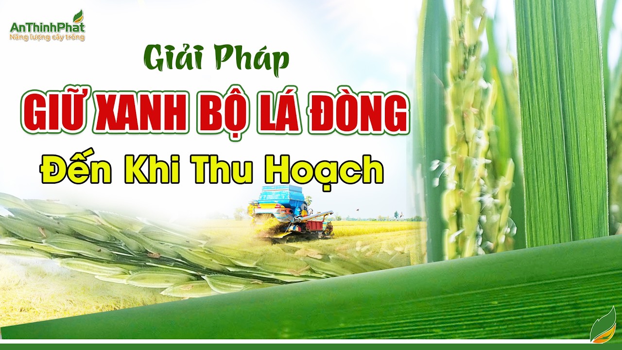 Giải Pháp Giữ Xanh Bộ Lá Đòng Đến Khi Thu Hoạch | An Thịnh Phát