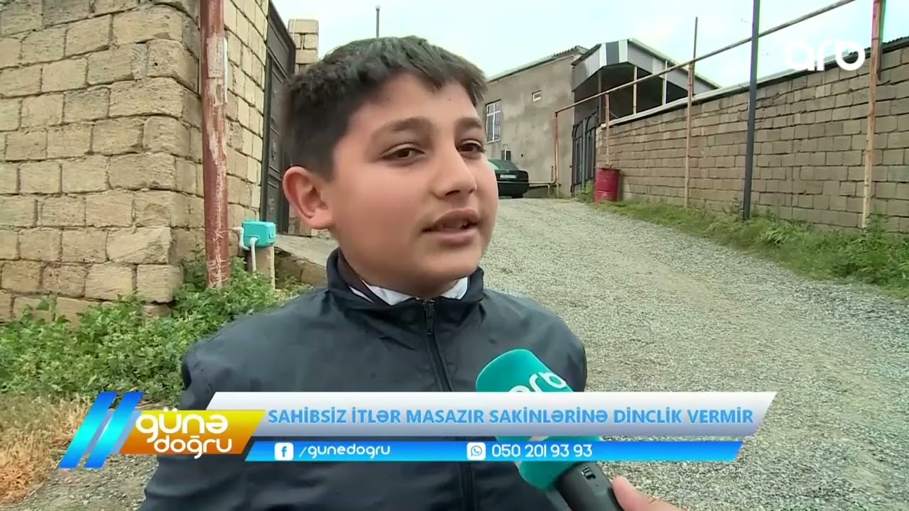 Günə doğru | Sahibsiz itlər Masazır sakinlərinə dinclik vermir