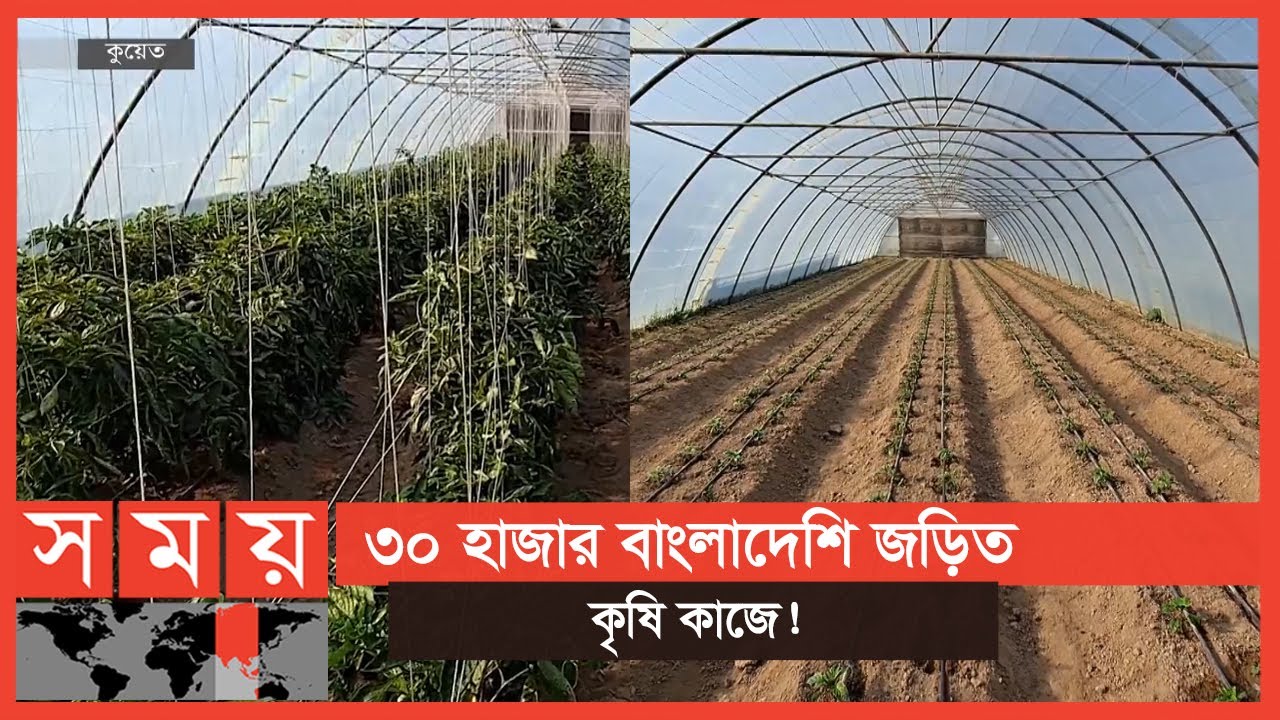 কুয়েতে মরুর বুকে সবজি চাষে সফল প্রবাসী বাংলাদেশিরা | Agriculture in Kuwait | Somoy TV