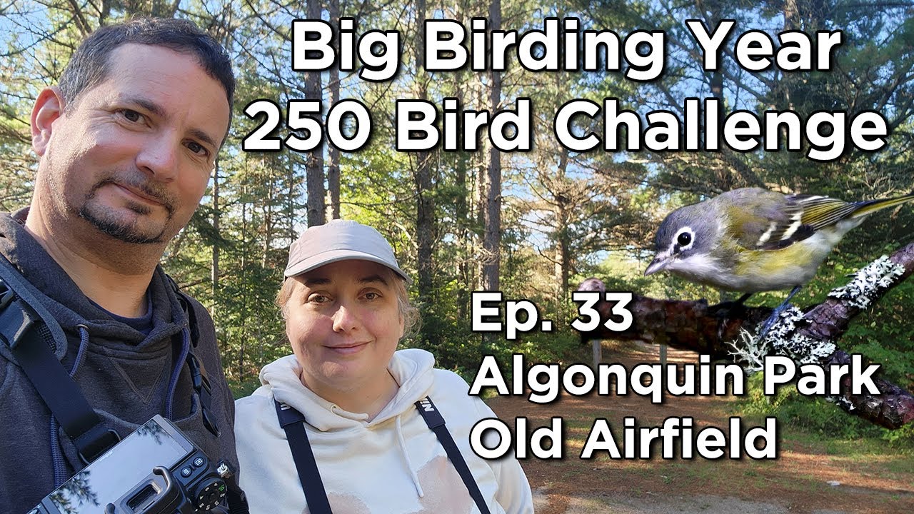 250 Bird Challenge Birding Algonquin Park Old Airfield Ep 33