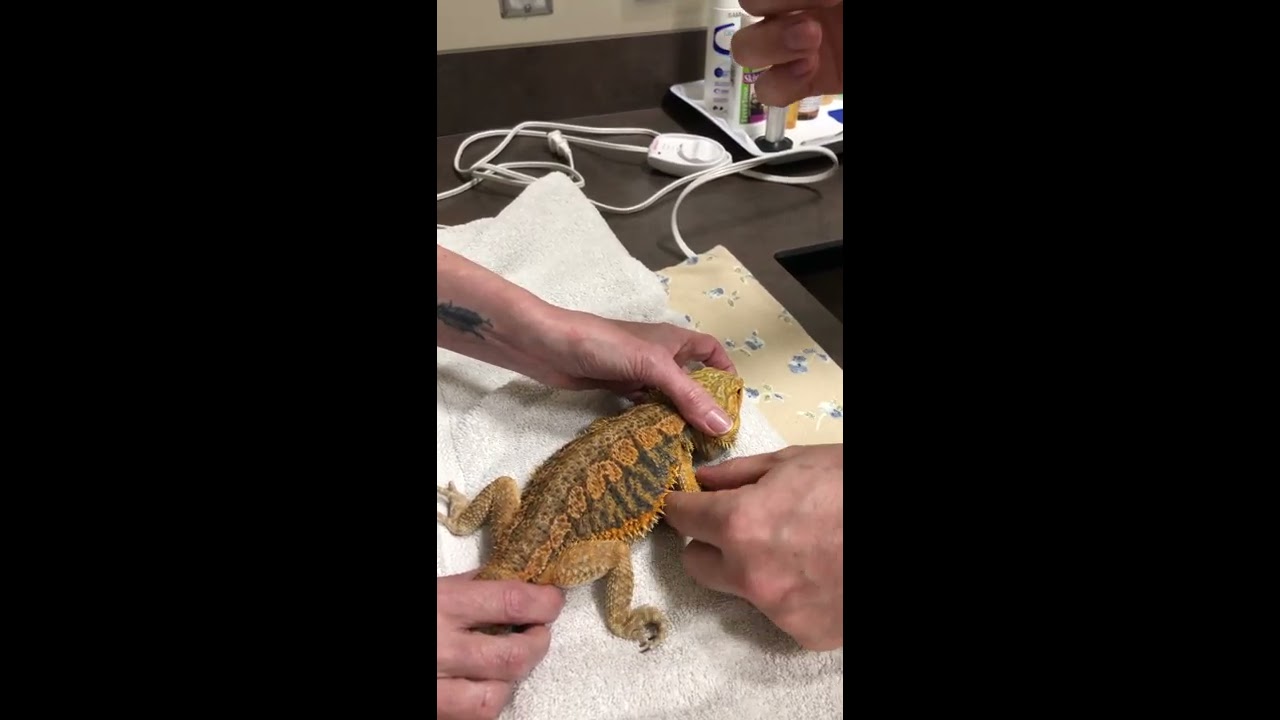 How to give your bearded dragon an injection of antibiotics