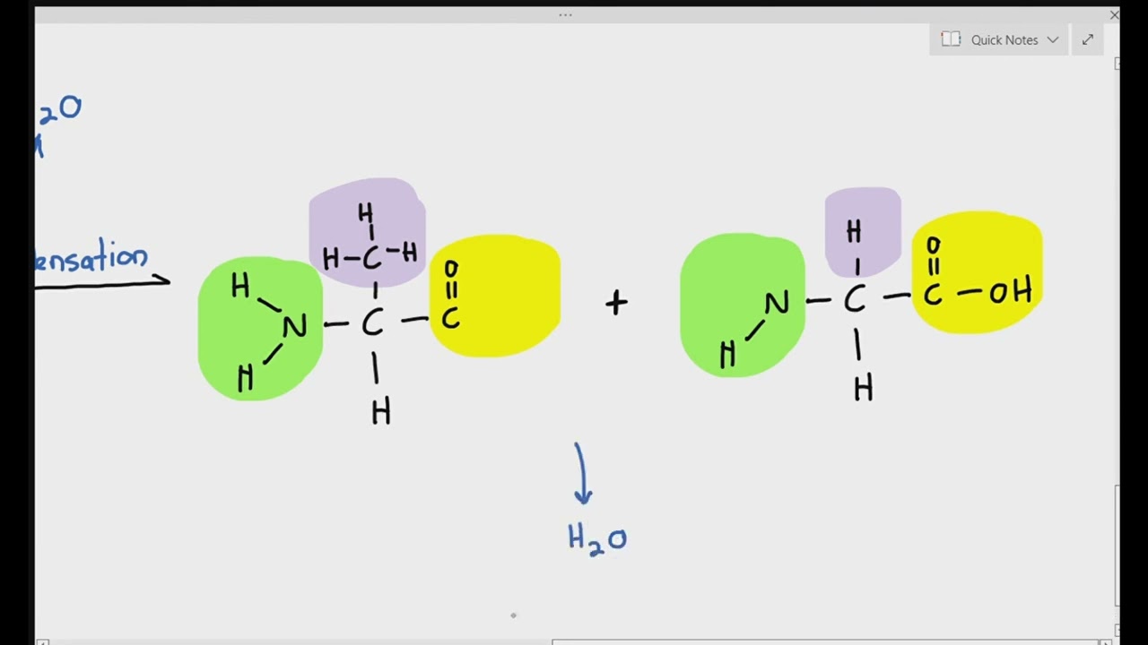 2-9 Formation of Dipeptides, and Polypeptide Chain (Cambridge AS & A Level Biology, 9700)