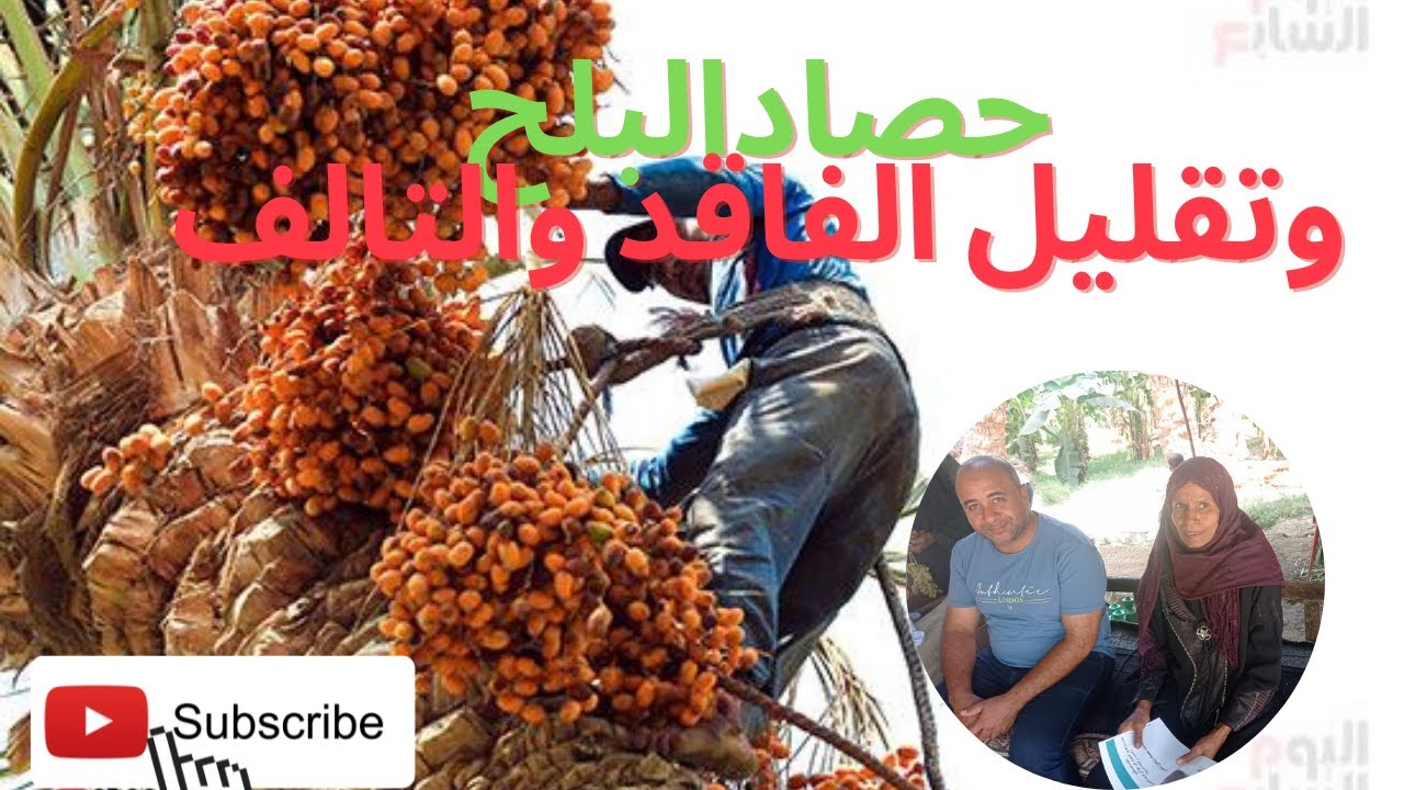 طريقة حصاد البلح وتقليل الفاقد والتالف- دكتور يحيى صلاح# حصاد- محصول بلح النخيل#