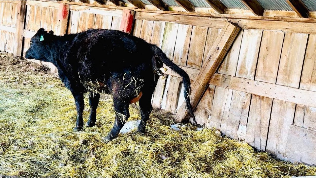 The Birth of a Calf: Heifer Cow #72’s Journey from Birth to First Steps | 30in30 #8 2025