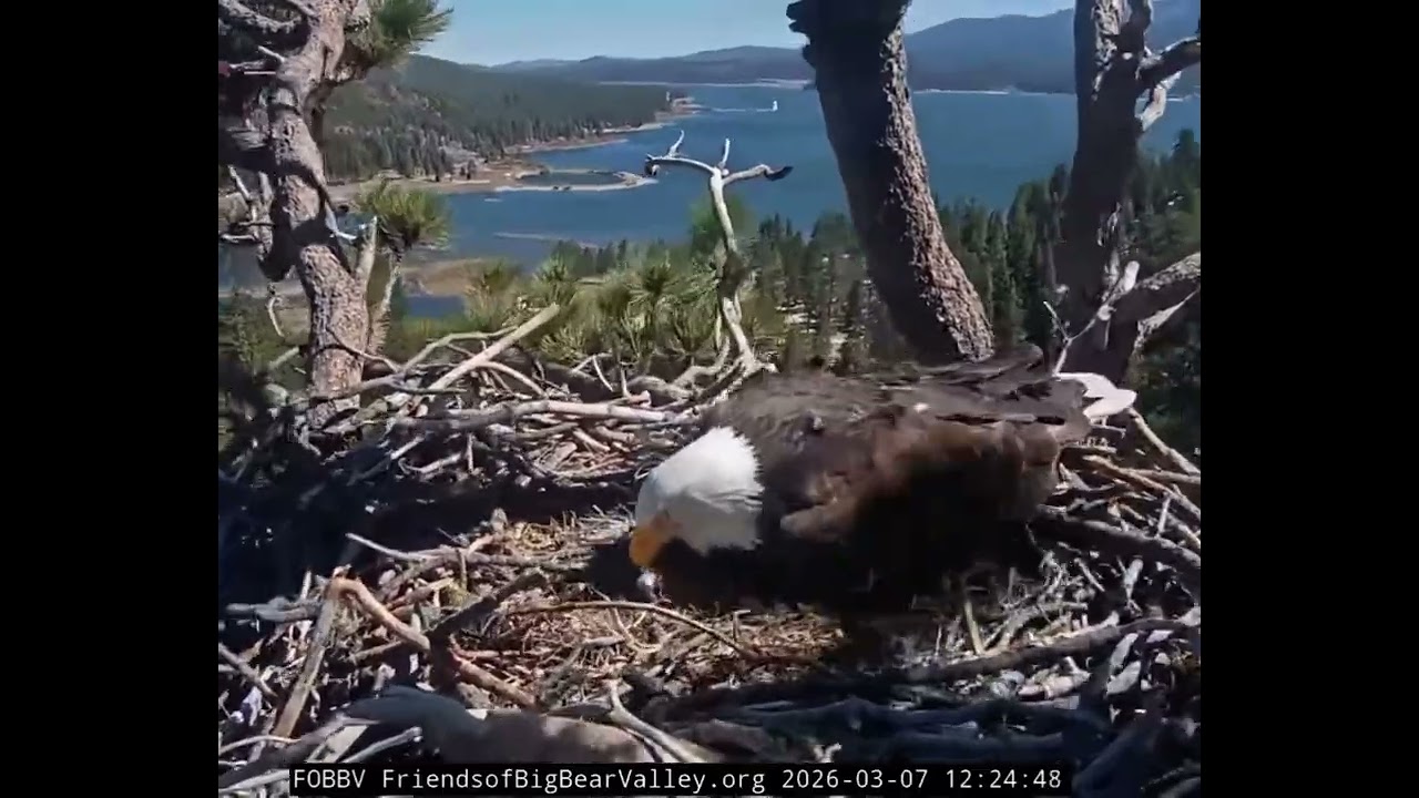 Very windy day at big Bear Lake shadow almost getting blown out of the nest￼￼￼ LOL 😂 