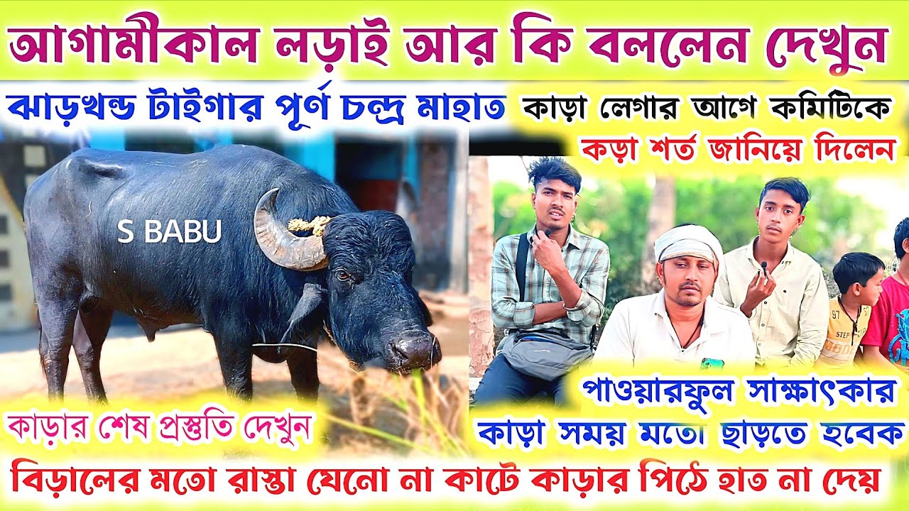 আগামীকাল লড়াই আর কি বললেন দেখুন👉ঝাড়খন্ড টাইগার✴️ পূর্ণচন্দ্র মাহাত কমিটিকে আগে শর্ত জানালেন দেখুন