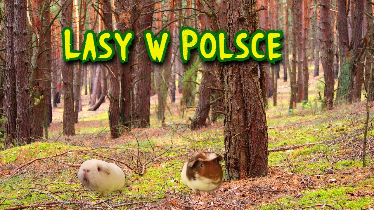 Lasy w Polsce (geografia - lekcja dla klasy 7 online)