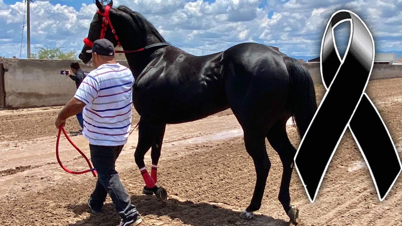 Carrera Millonaria | Gran Final Maturity Don Tello Velazquez