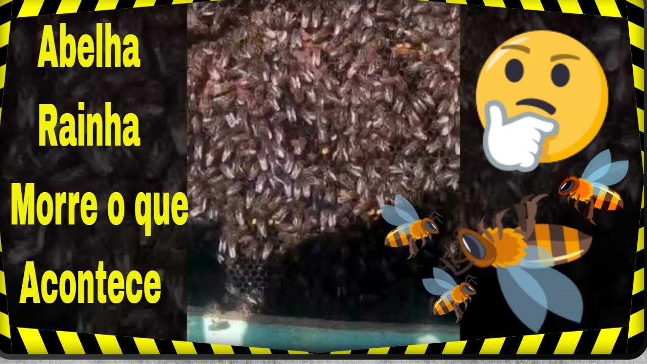 Abelha Rainha Morre o que Acontece #yutubeshorts  #euclidessantanasantana #beekeeping  #abelhas