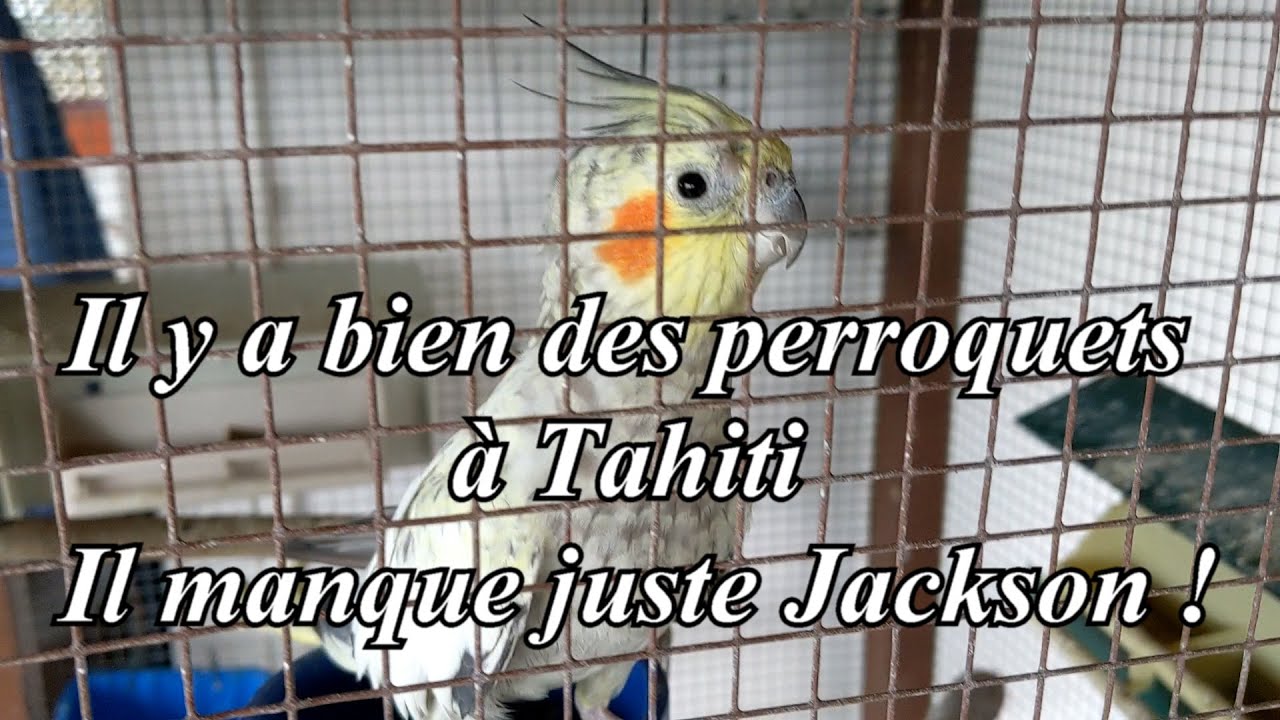 Les perroquet existent bien à Tahiti! Il ne manque plus que Jackson !